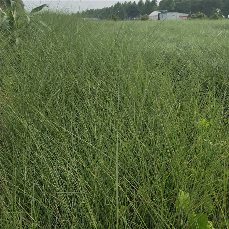 山东草花细叶芒苗大量供应 细叶芒小苗批发