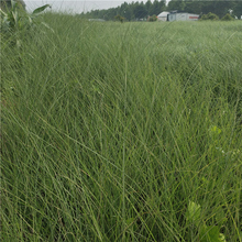 山东草花细叶芒苗大量供应 细叶芒小苗批发