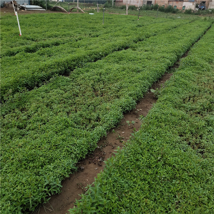 千屈菜培育基地 花坛景观绿化花卉 千屈菜 价格从优