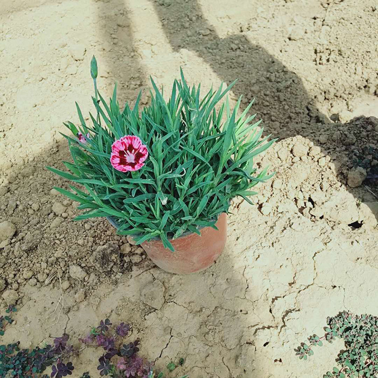 彩虹石竹直销 欢迎选购 一二年宿根花卉