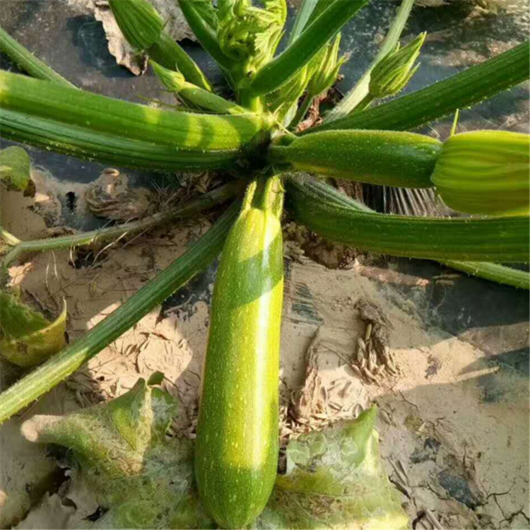 抗病毒西葫芦种子  超绿2号西葫芦种子  角瓜种子 纽内姆