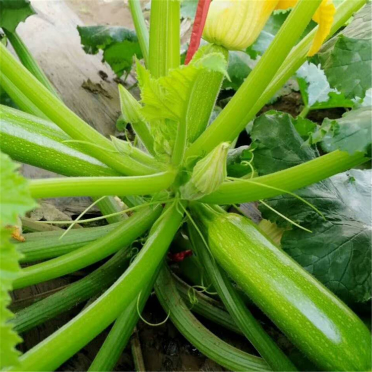超绿3号西葫芦种子   耐热西葫芦种子 长势好 价格实惠