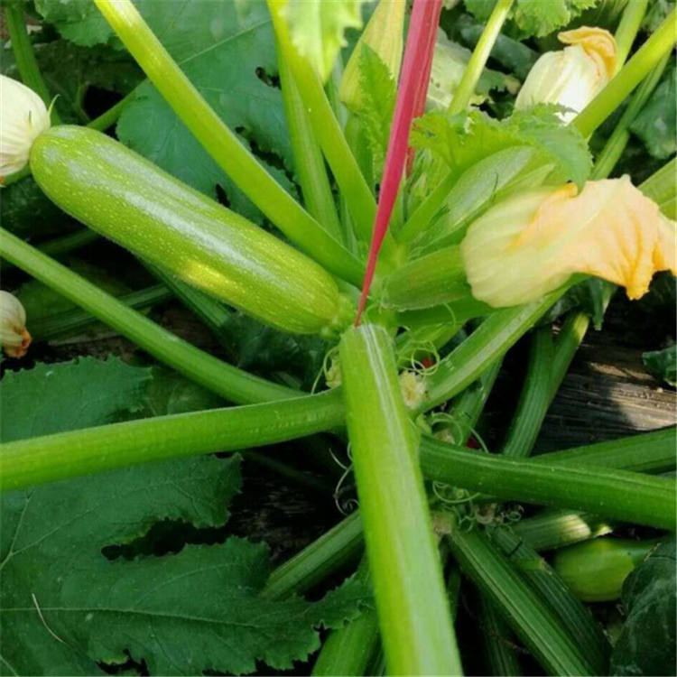 耐高温抗病毒西葫芦品种超绿3号  抗病西葫芦种子 价格实惠