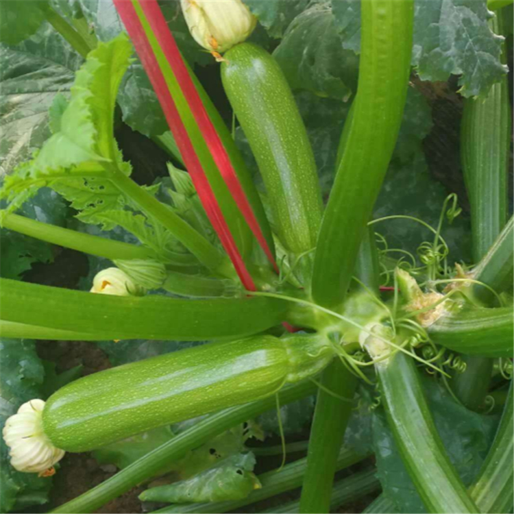西葫芦种子 超绿3号越冬西葫芦种子 基地批发