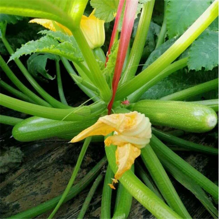 越夏耐高温西葫芦品种 蔬菜种子 超绿3号西葫芦种子  期待咨询
