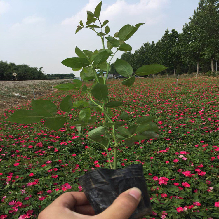 河川大花月季   品种月季  丰花月季订购  量大价优