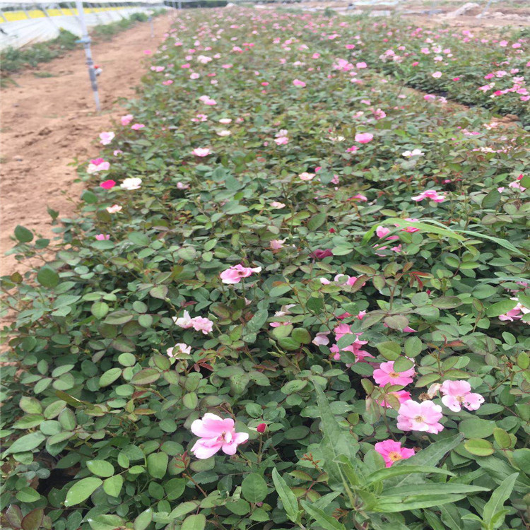 临沂月季苗    丰花月季苗子  月季基地