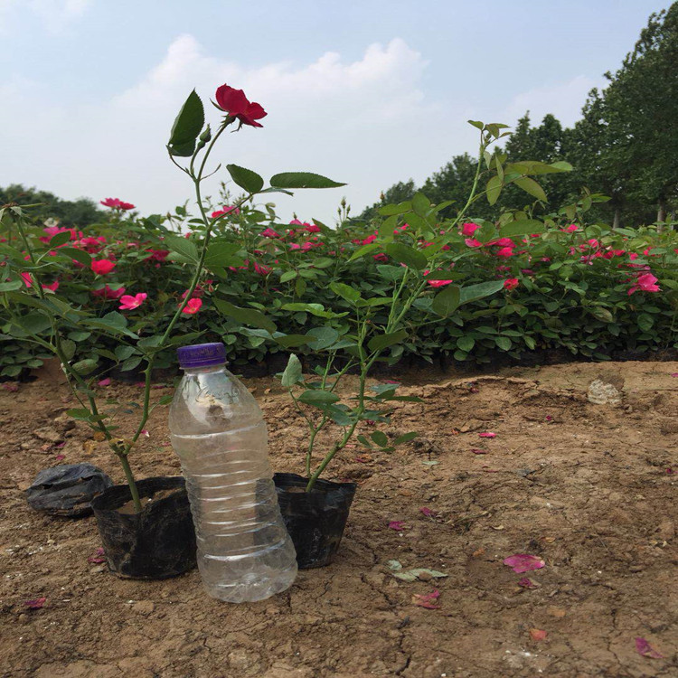菏泽丰花月季  月季花卉  丰花月季苗培育  量大价优