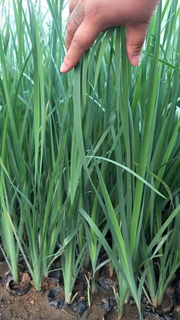 青绿苔草 青绿苔草小苗 河北青绿苔草批发商