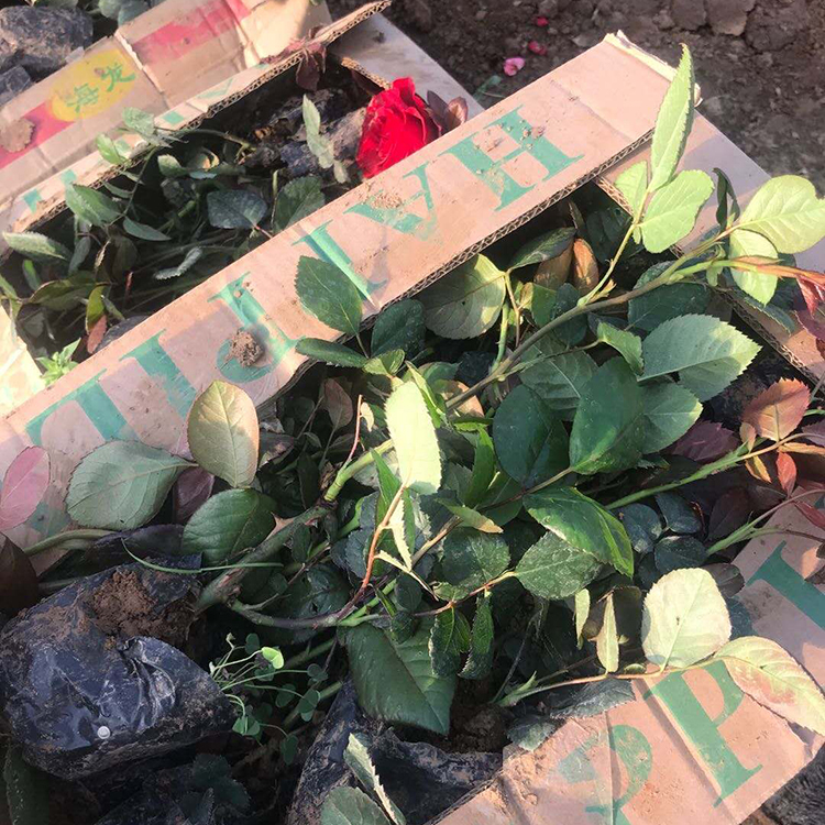 红帽月季杯苗 月季花苗批发销售 红帽月季货源