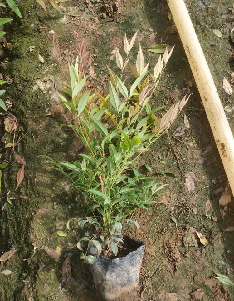 南天竹小苗基地 常绿南天竹 河南南天竹批发报价