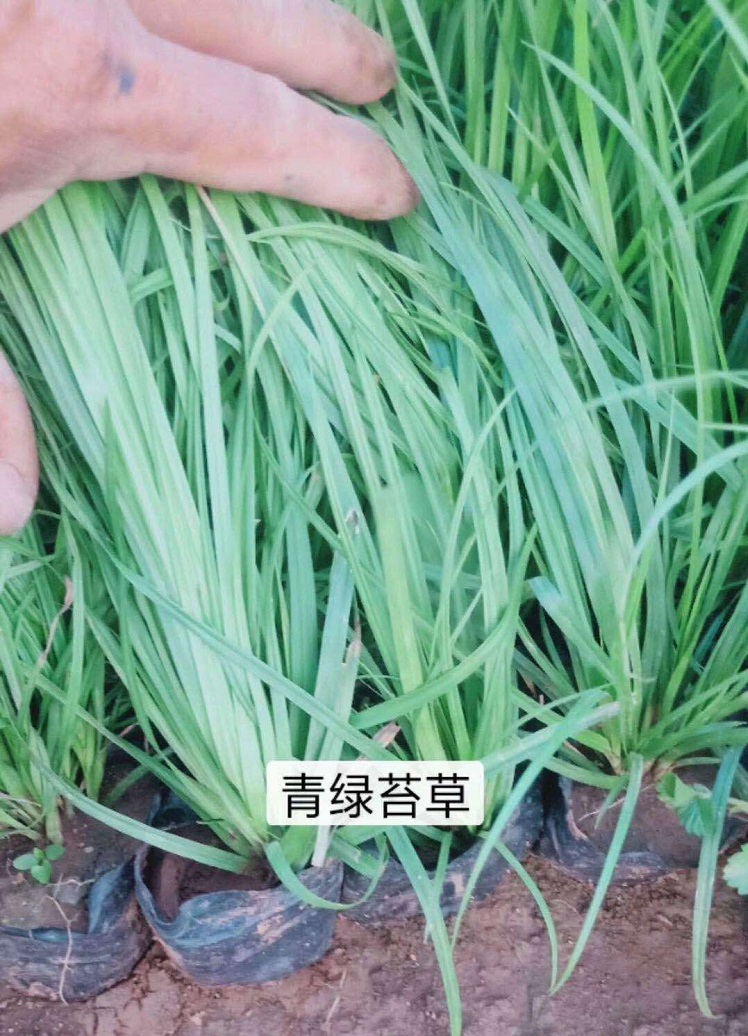 青绿苔草小苗 批发销售优良青绿苔草
