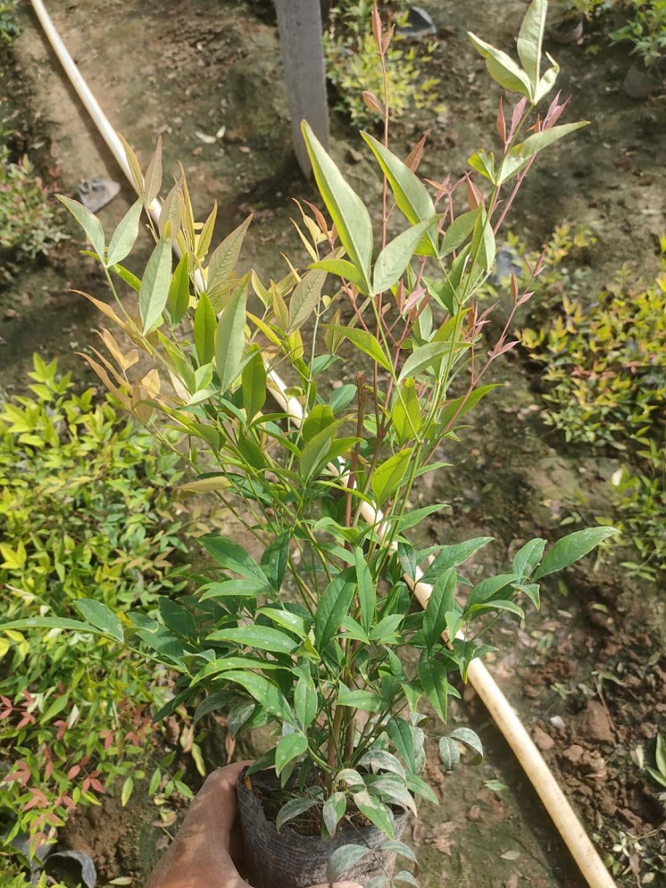 南天竹杯苗 常绿南天竹 青州南天竹