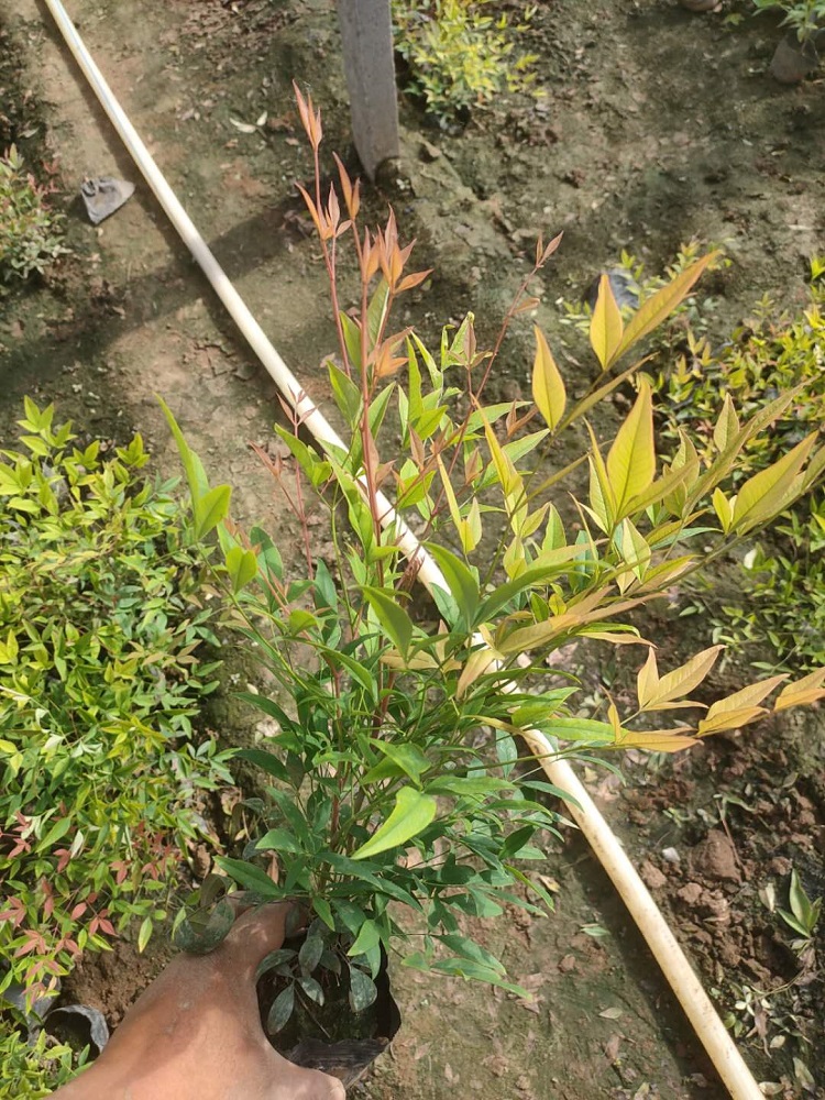 南天竹小苗供应商 常绿南天竹 山东南天竹批发商
