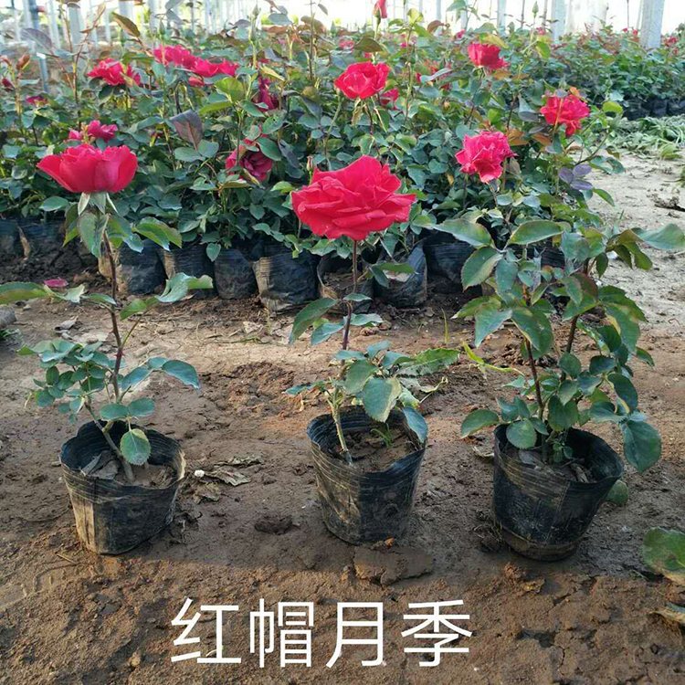 红帽月季行情 红帽月季绿化苗 多种型号红帽月季