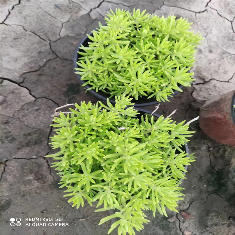 佛甲草基地 山东佛甲草种植基地 盆栽佛甲草 佛甲草现货供应