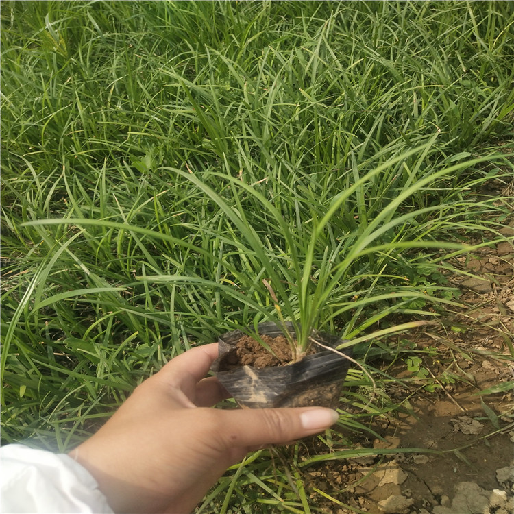 北京麦冬草报价 北京麦冬草基地  北京麦冬草批发 北京麦冬草现货供应