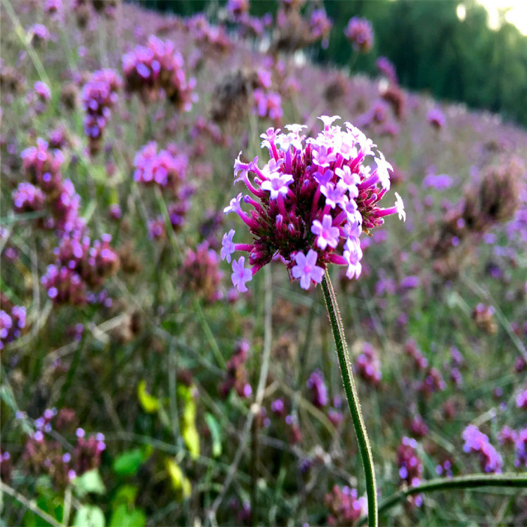 马鞭草 山东马鞭草基地 马鞭草批售 马鞭草订购报价 马鞭草快销好苗