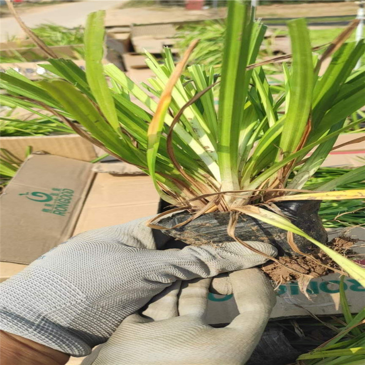 涝峪苔草价格 山东涝峪苔草基地 涝峪苔草种植厂家 涝峪苔草种子