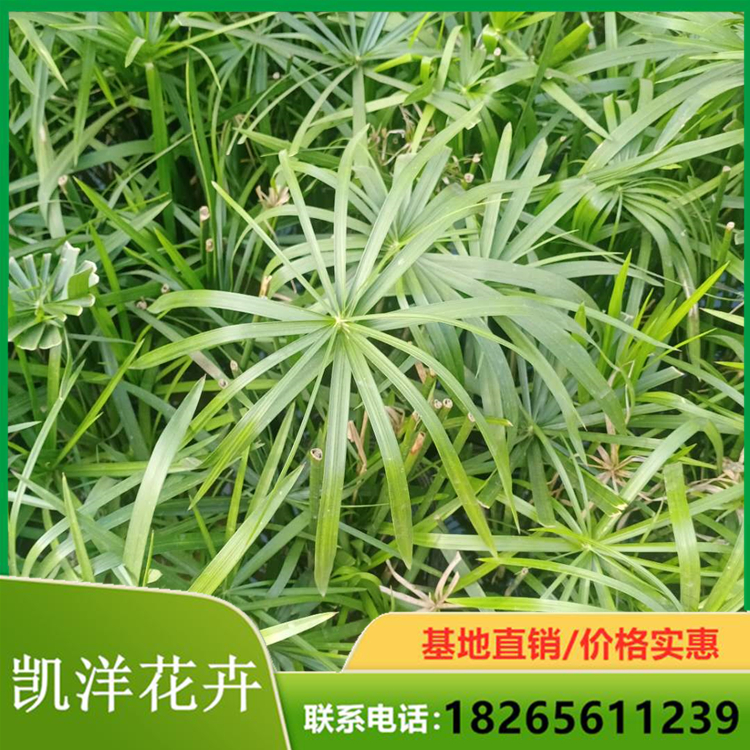 旱伞草供应商 旱伞草盆苗 欢迎咨询报价