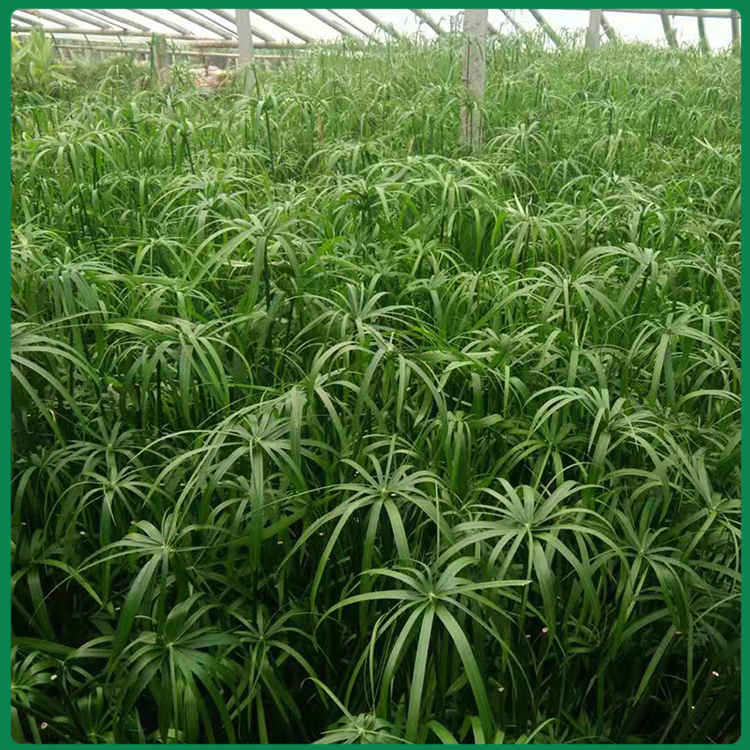 凯洋基地直销 山东旱伞草基地 基地直销