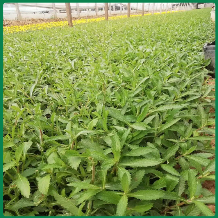马鞭草批发报价 马鞭草小苗 优价出售马鞭草