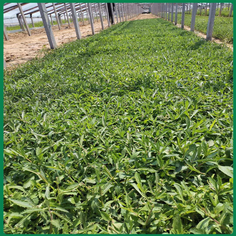 马鞭草供应 马鞭草杯苗 基地批发马鞭草