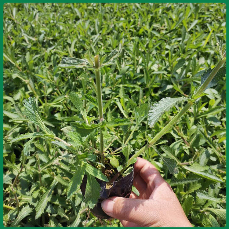 马鞭草供应商 马鞭草幼苗 基地出售马鞭草