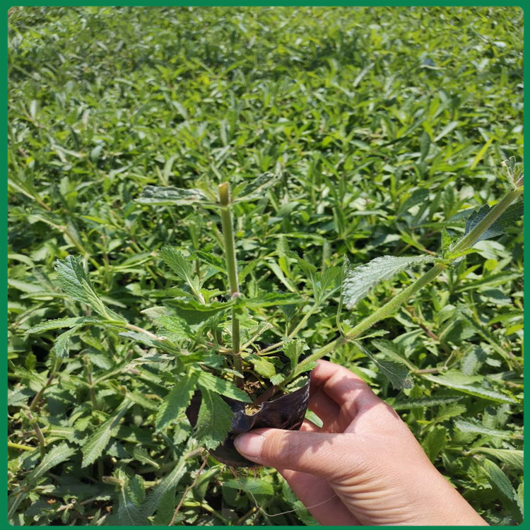 马鞭草出售 马鞭草小苗 苗圃直供马鞭草