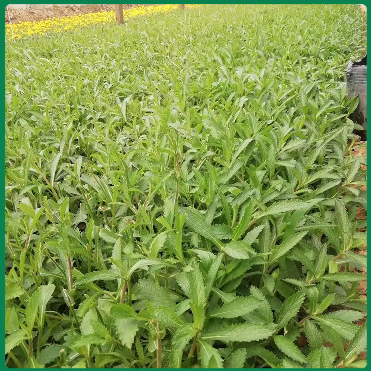 马鞭草供货商 马鞭草绿化苗 种植户直供马鞭草