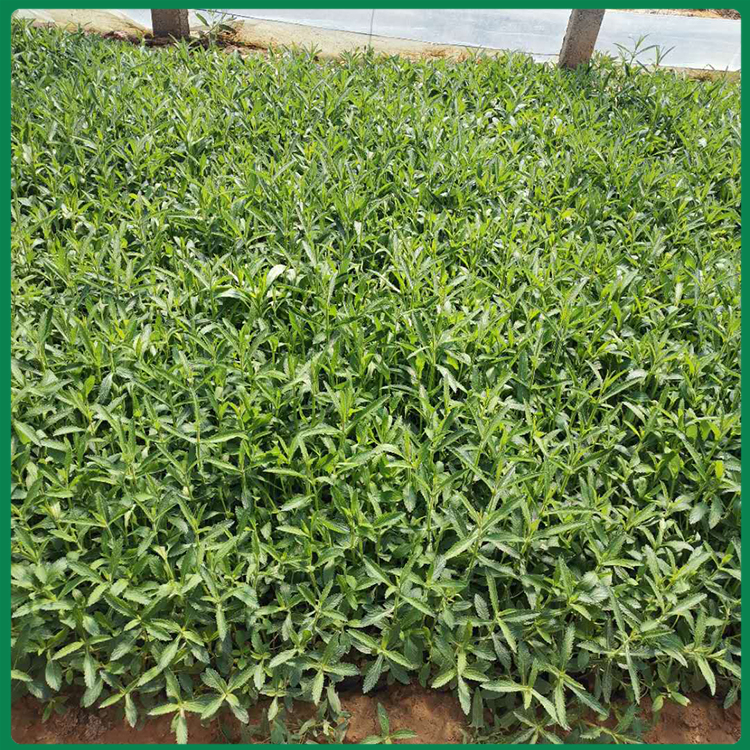 马鞭草销售 优良马鞭草苗 苗圃直销马鞭草