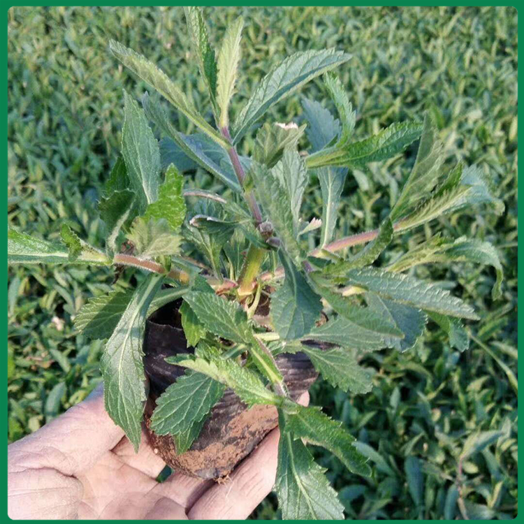 绿化花海用马鞭草杯苗 启景基地出售马鞭草