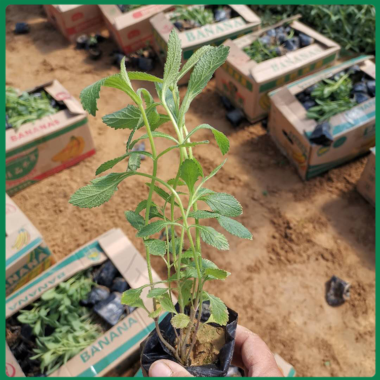 马鞭草培育基地 马鞭草小苗 种植户直供马鞭草