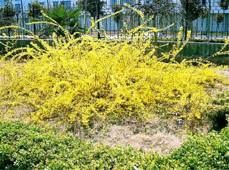 山西连翘供货商 【海润】苗木质优价廉 连翘供货商
