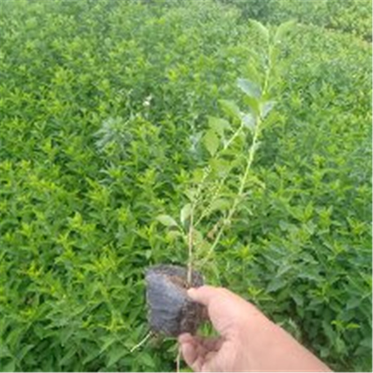 山东连翘种植方法 【海润】苗木质优价廉 连翘种植方法
