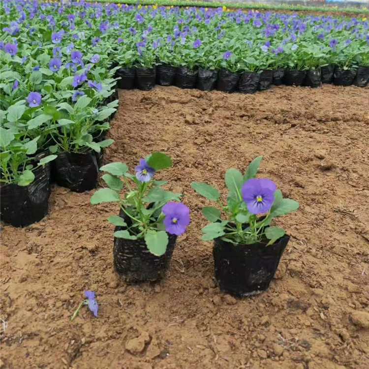 冬季草花三色堇大量出售  三色堇小苗价格