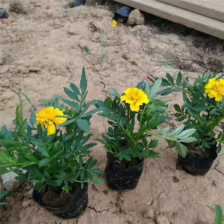 多个品种可选 孔雀草杯苗 青州孔雀草基地批发