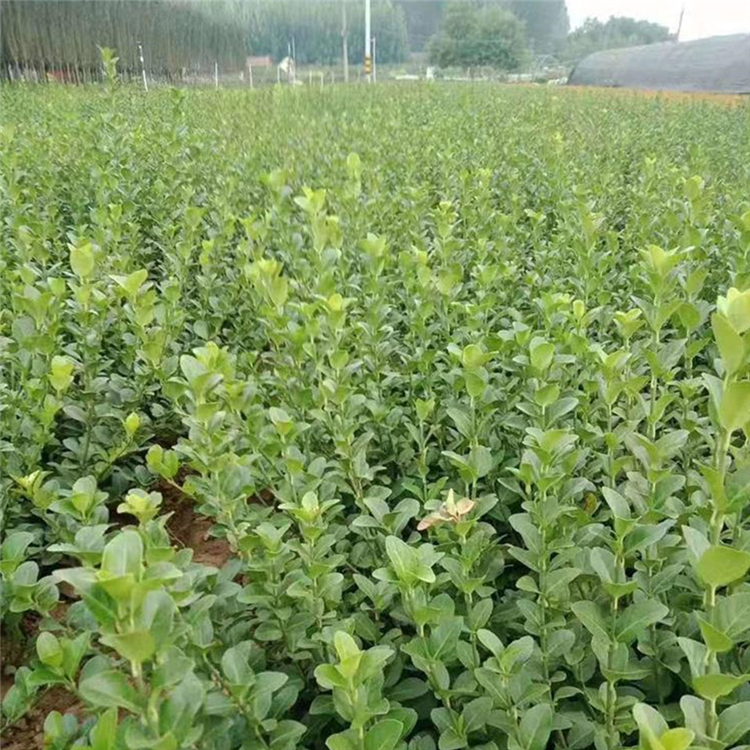 卫矛批发 批发好苗 青州灌丛用苗卫矛