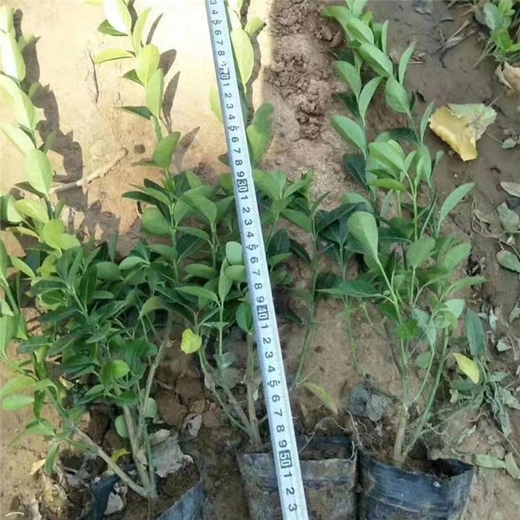 50公分卫矛 应季苗木 山东卫矛种植基地