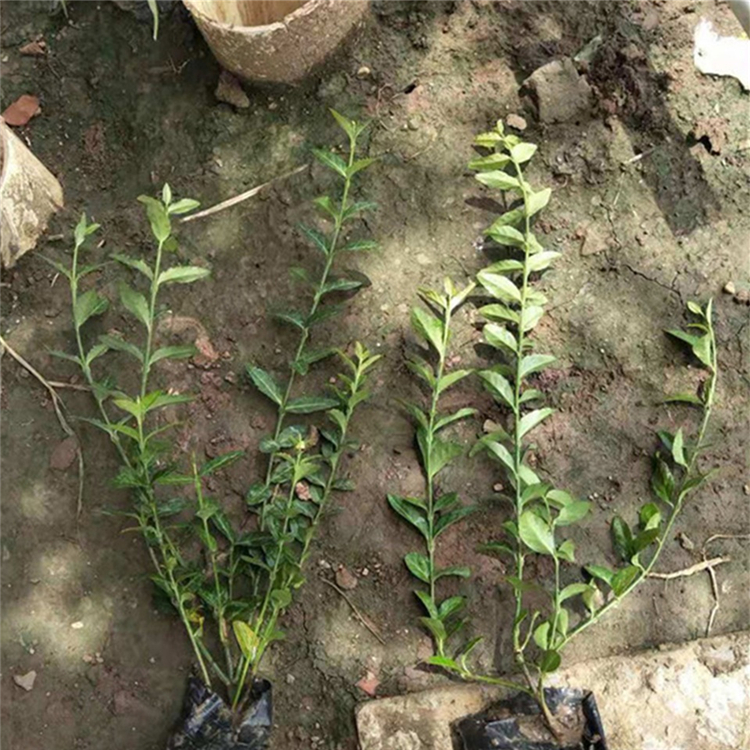 小叶扶芳藤行情 欢迎来电咨询 绿化苗小叶扶芳藤 山东绿化苗木