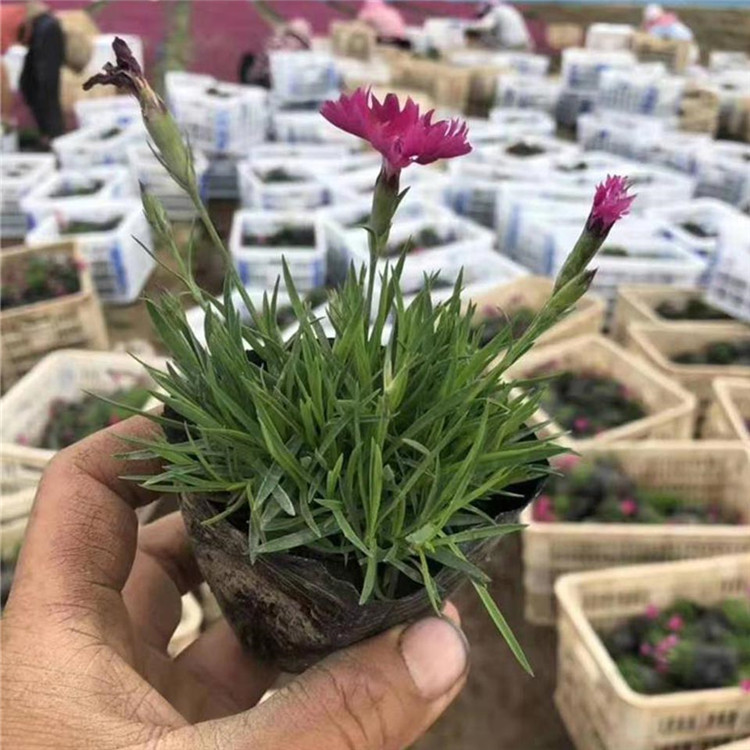 欧石竹基地 山东绿化欧石竹杯苗 大量批发