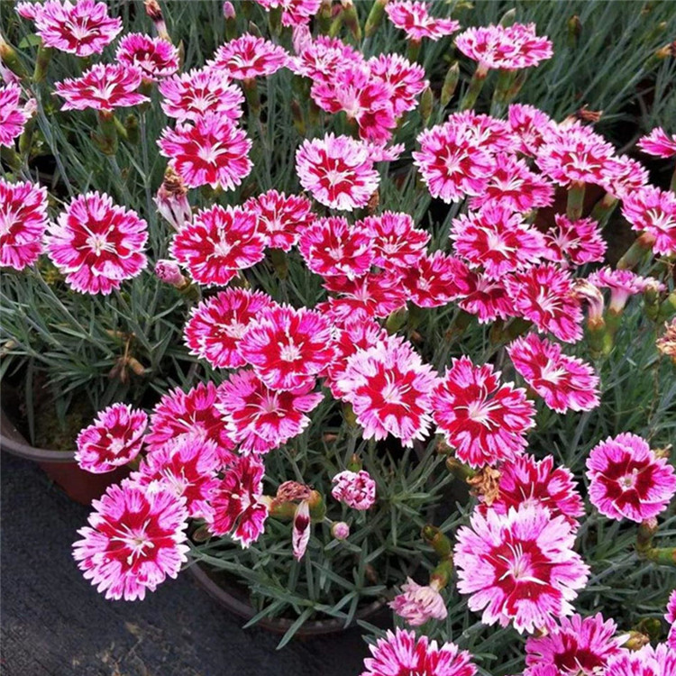 彩虹石竹基地 自产自销 石竹小苗 山东草花