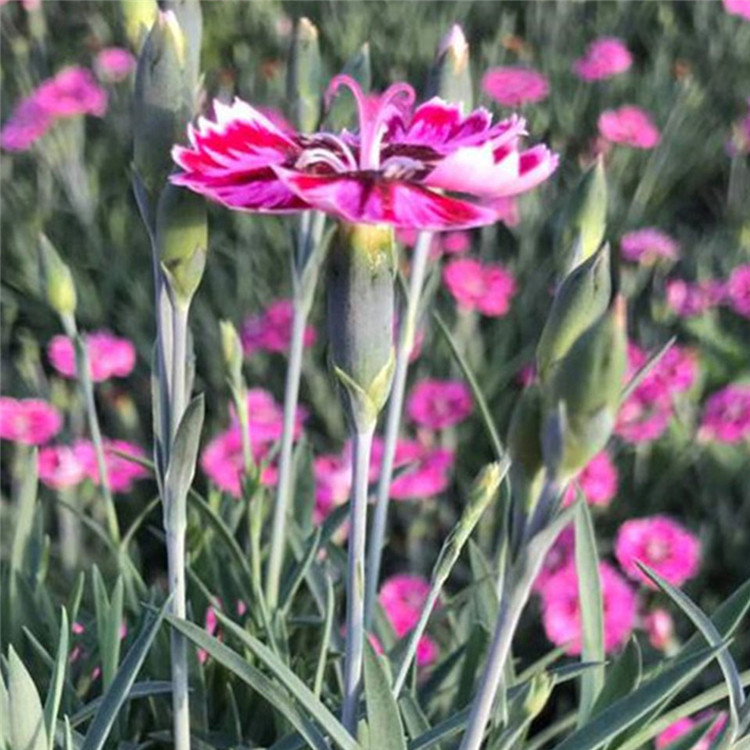 彩虹石竹 价格从优 青州宿根草花 彩虹石竹报价