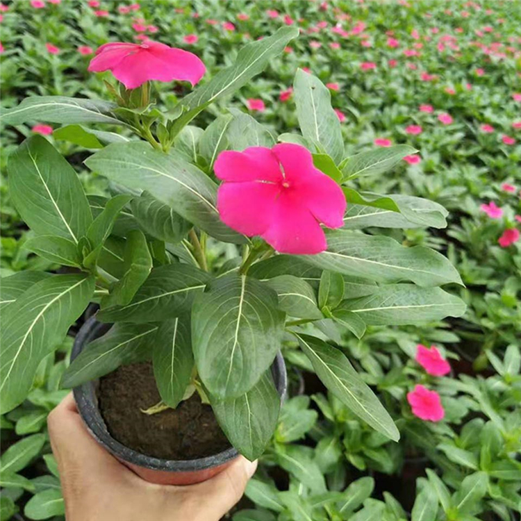 长春花培育 一二年宿根花卉 天天开种苗 采购基地