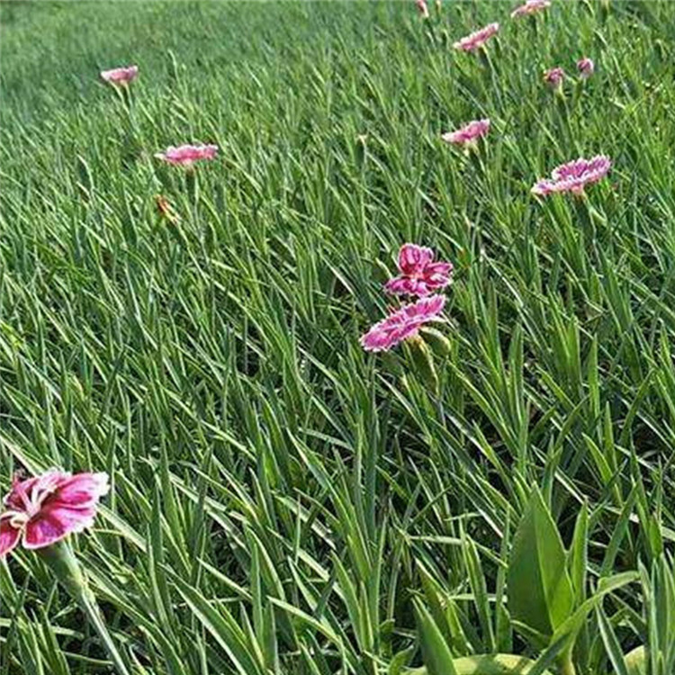 彩虹石竹报价 基地种植 石竹小苗 宿根草花批发