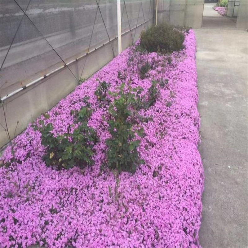 芝樱 别名丛生福禄考 基地批发 价格合理