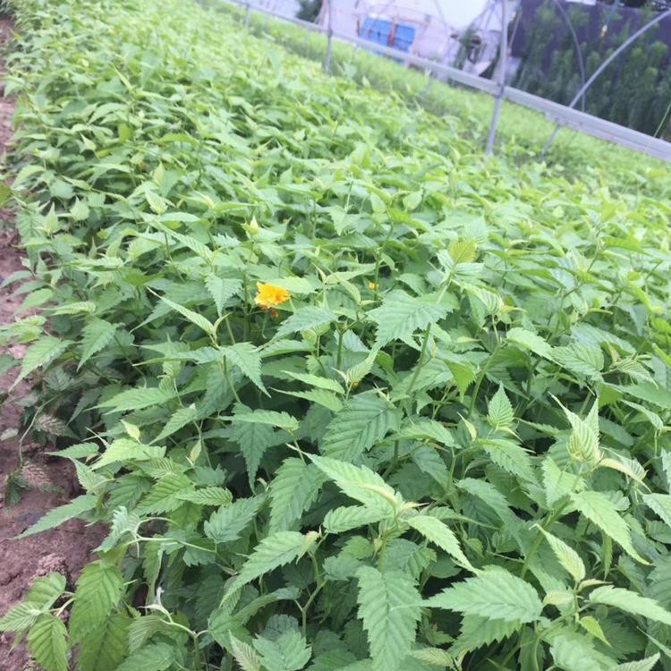 绿化工程用苗 棣棠 青州棣棠价格