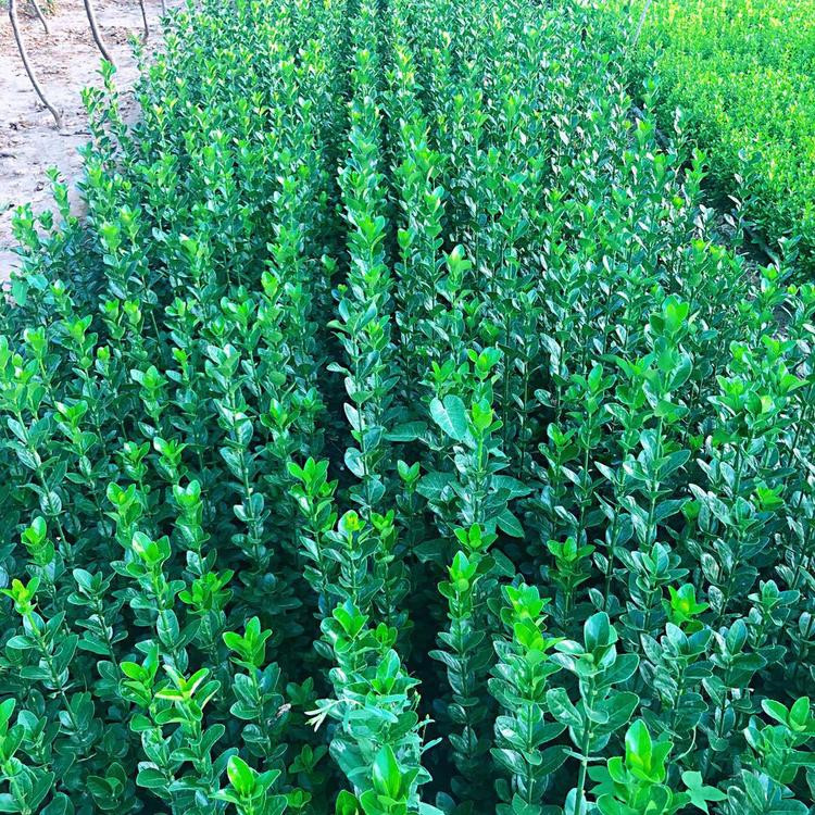 北海道黄杨种植基地 青州北海道黄杨 应季好苗木