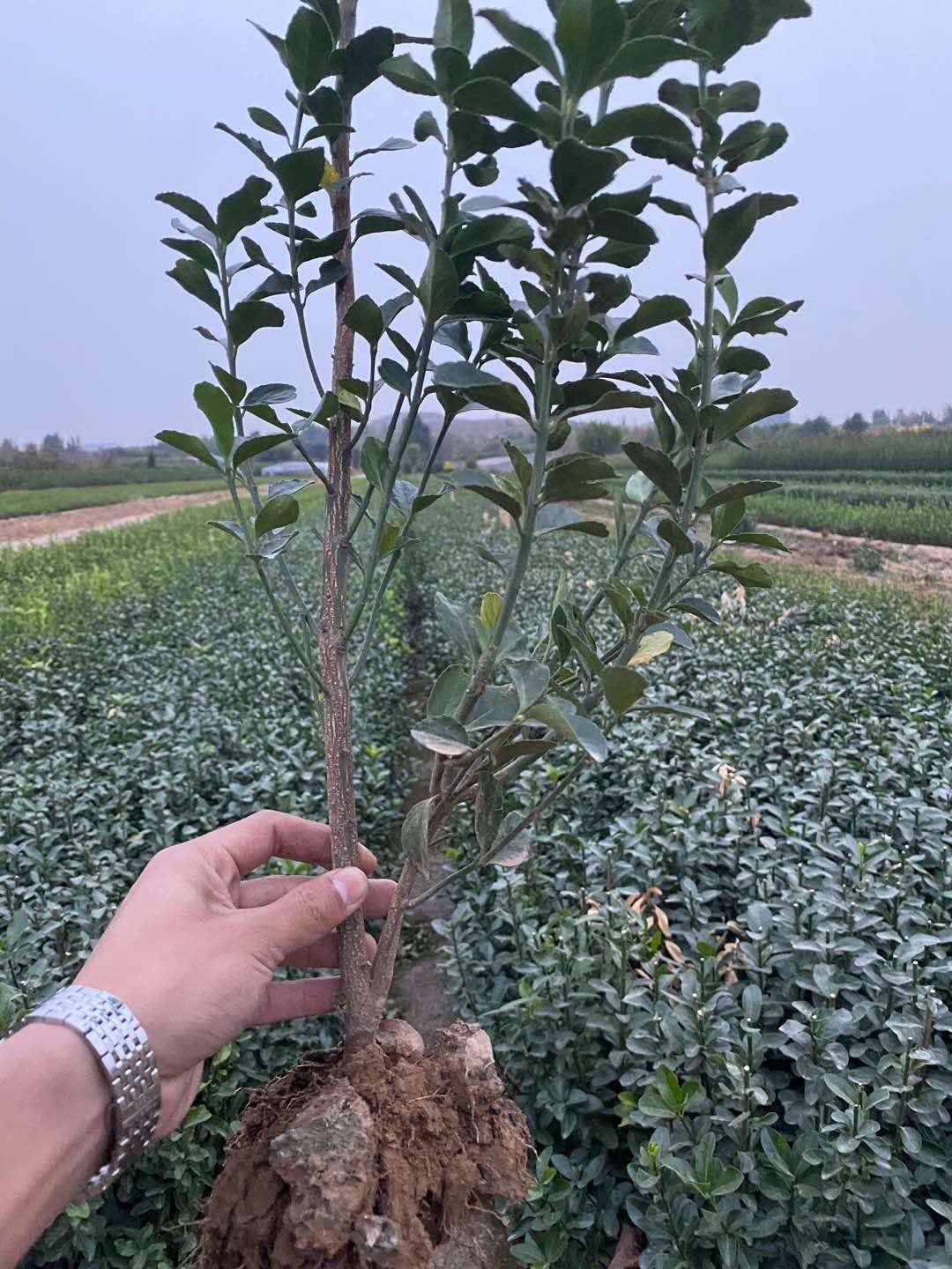 山东大叶黄杨价格    大叶黄杨  小涵花卉