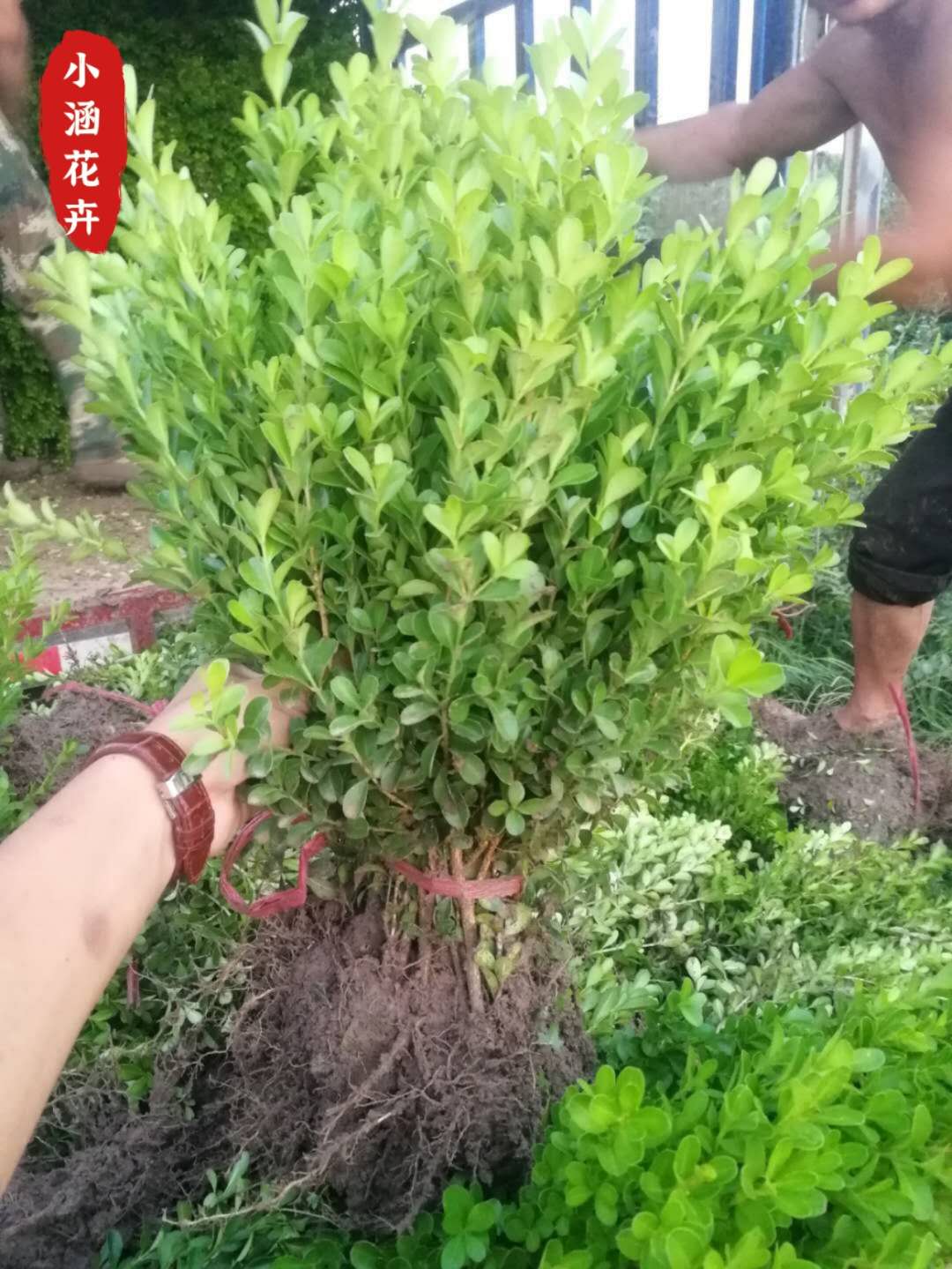 绿篱色块护坡专用  小叶黄杨价格 瓜子黄杨价格 小叶黄杨小苗